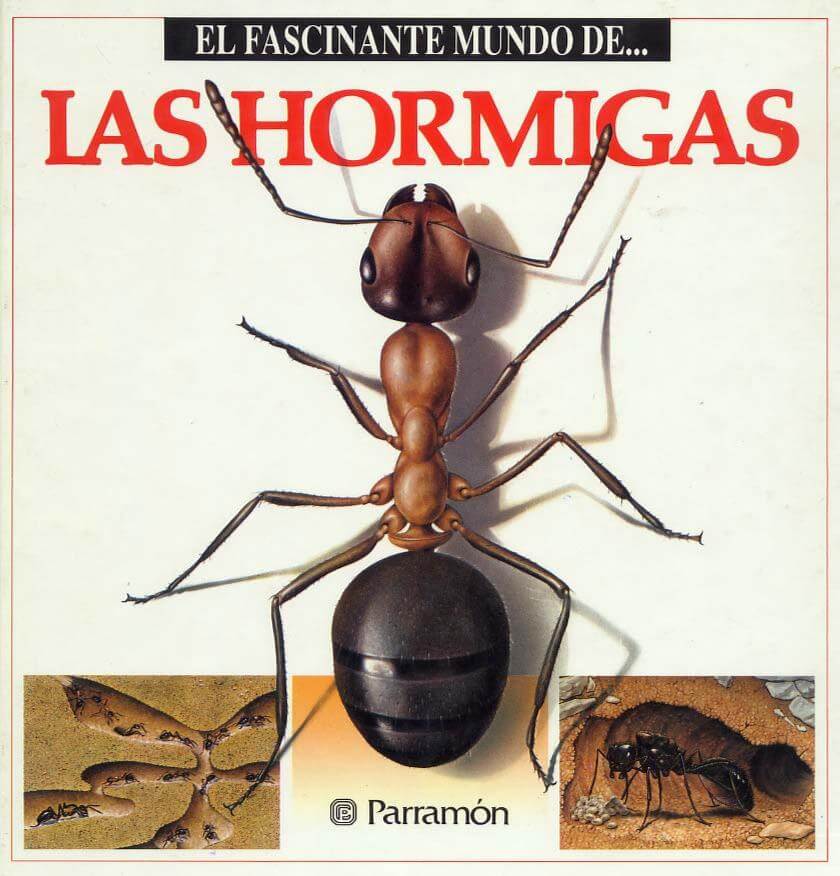 El fascinante mundo de las hormigas - Juliver, Maria Angeles